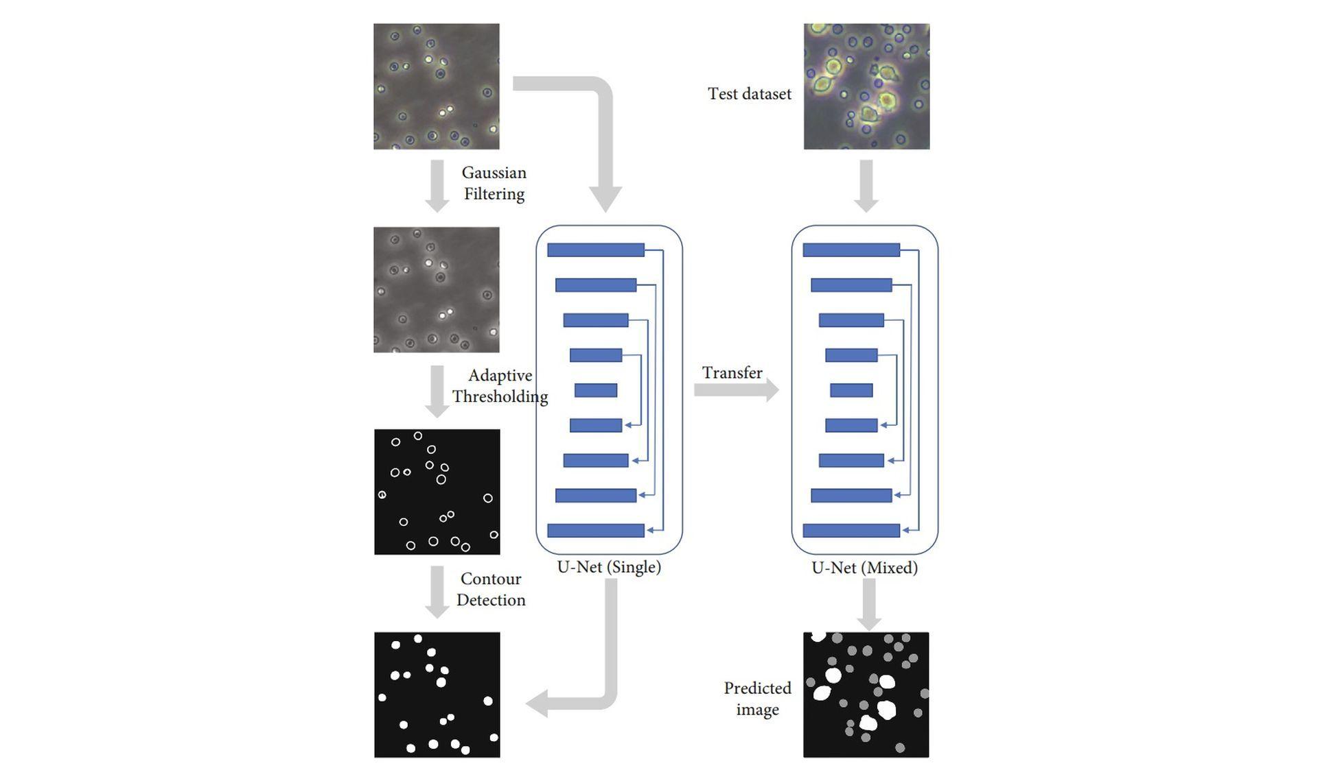 CNNs have been used to identify cells in photos that include only a single type of cell. nvolvement. The ML method capable of count cells aims to eliminate human involvement.