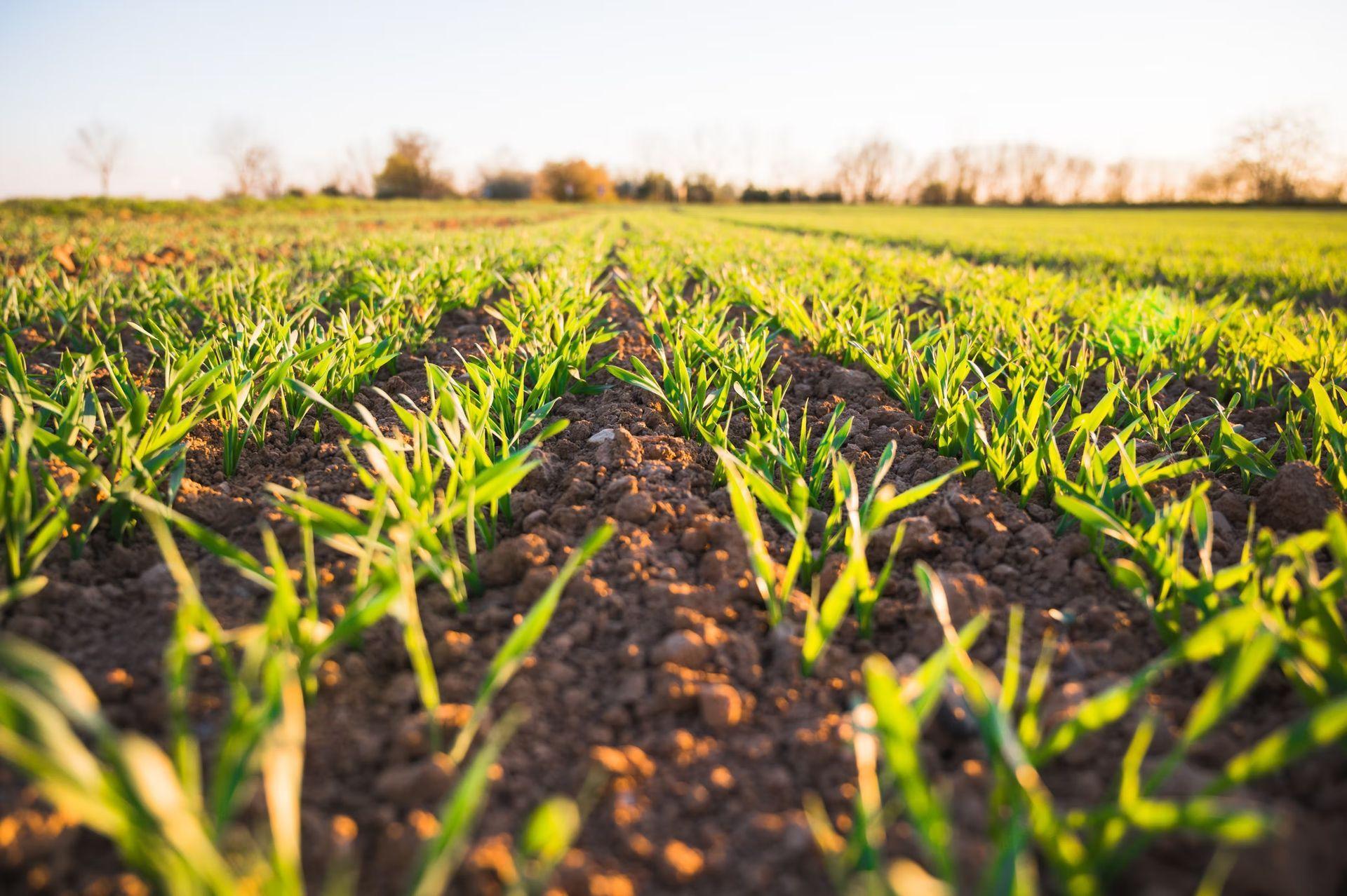 AI in agriculture aids in the detection of pests, plant diseases, and undernutrition in farms.