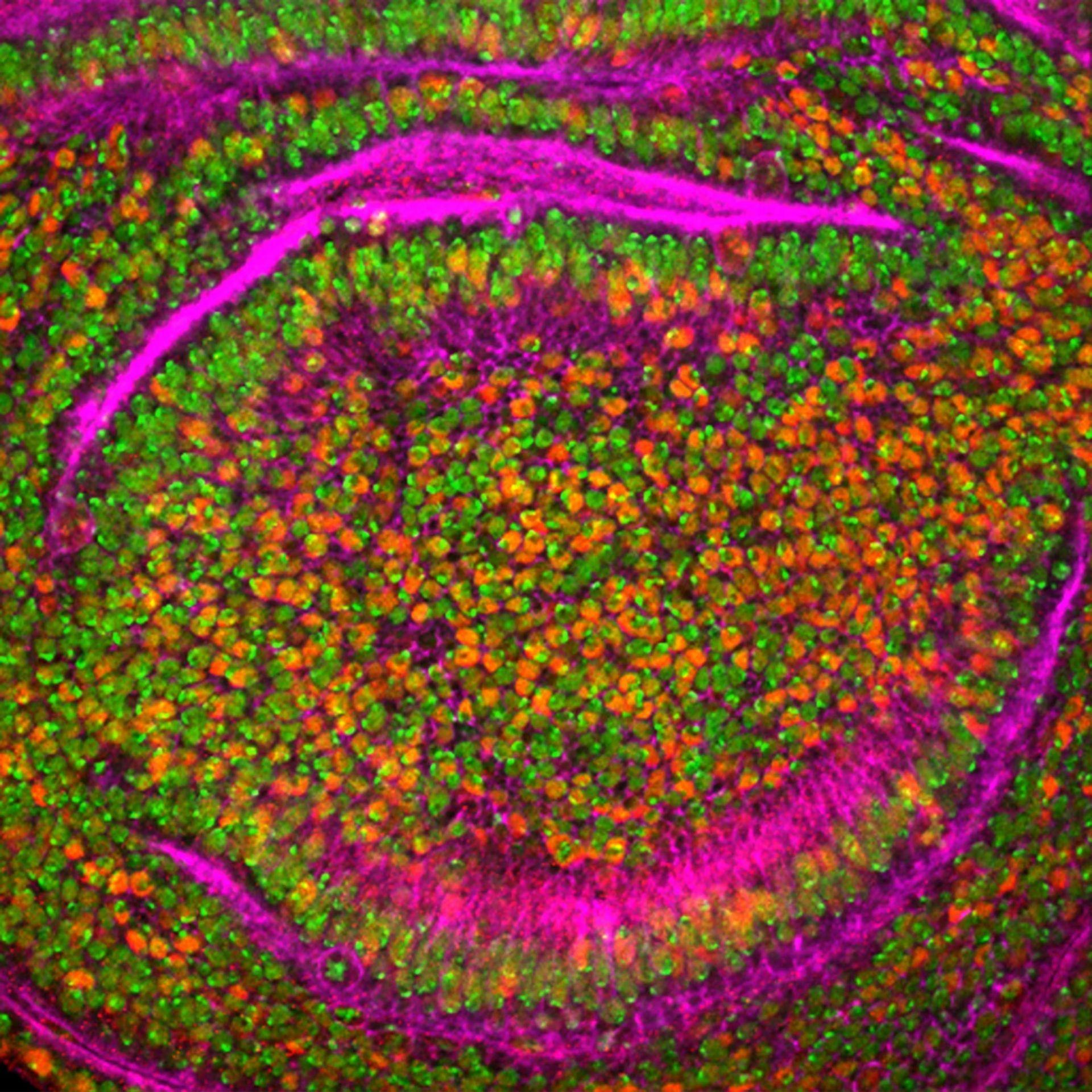 Aı-supported natural language processing model has been effectively used for protein research by a research team