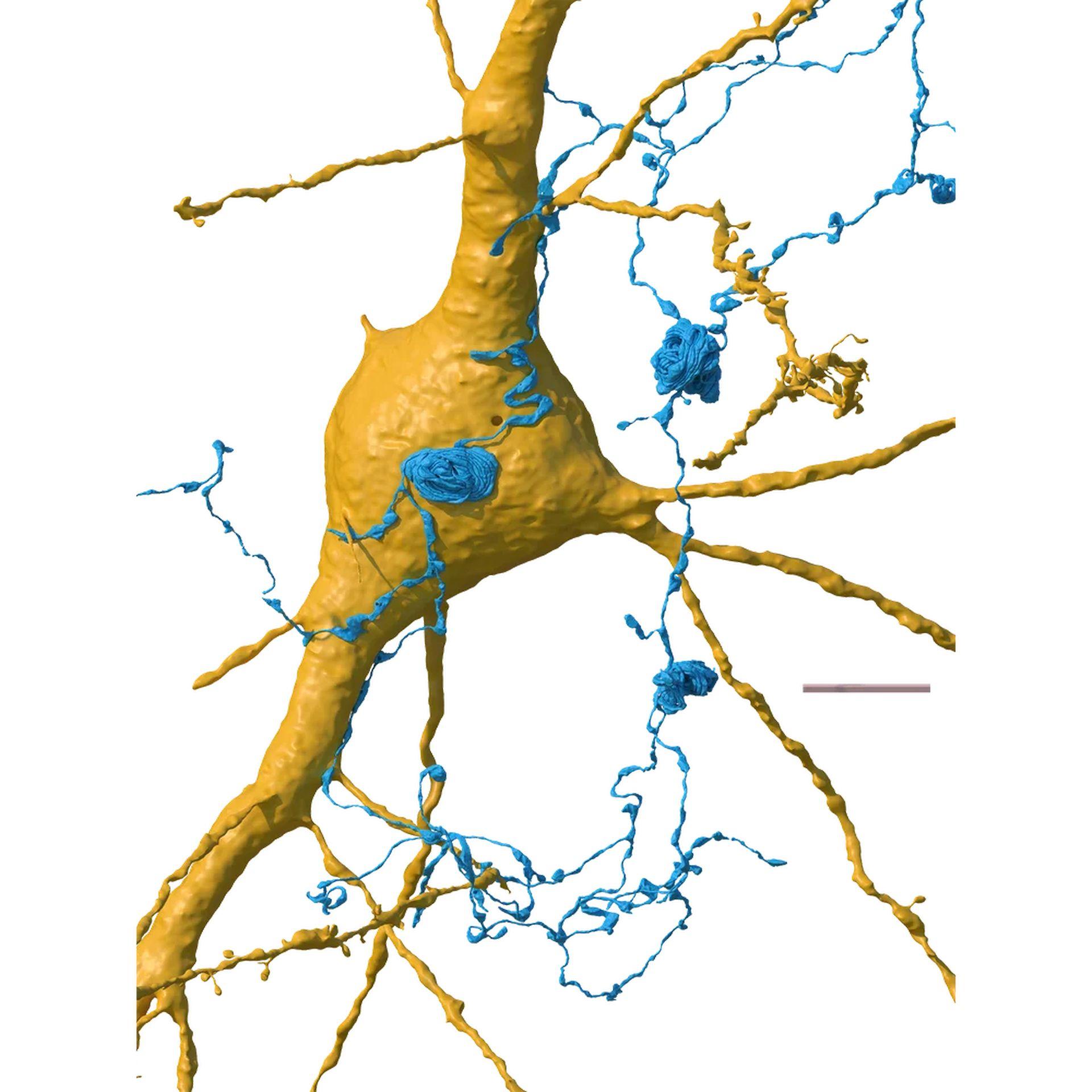 Google DeepMind brain images